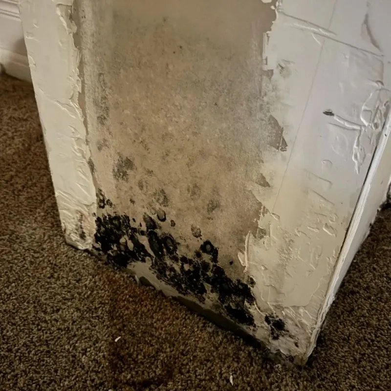 Professional Mold Removal in Millersburg, OR